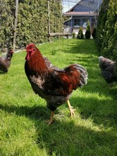 10Bruteier Wyandotten Gold Blau Gesäumt, Hühner Bruteier