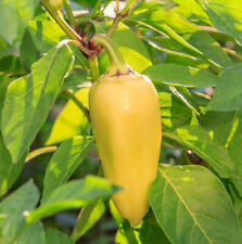 50 Samen Ungarische Paprika