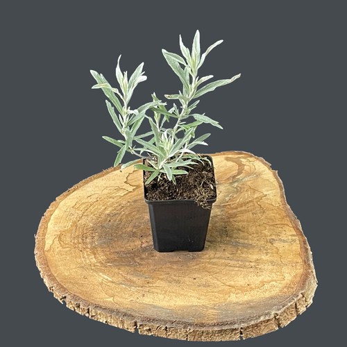 Artemisia ludoviciana silver - ludoviciana, 'silver