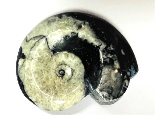 Fm0013 goniatit ammonit fossil - goniatit,