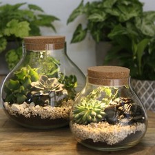 Pflanz-Terrarium LED