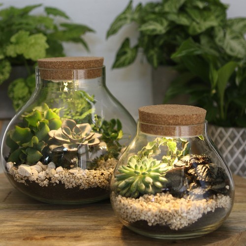 Pflanz terrarium led - pflanz-terrarium,