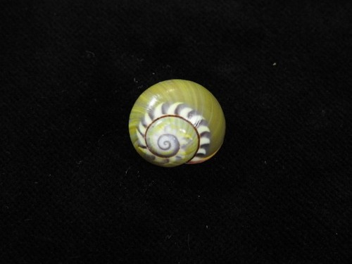 Landschnecke polymita - landschnecke,