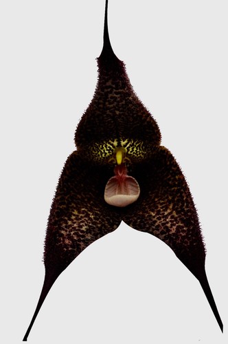 Dracula species black - dracula, star´