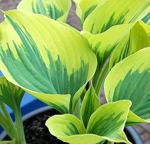 Funkie liberty hosta - funkie,