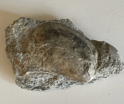 Pteronitella retroflexa