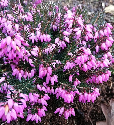 Stück erica carnea lohses - carnea,