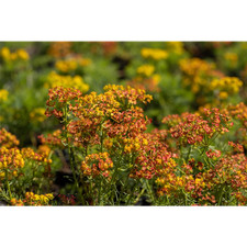 Euphorbia cyparissias 'Orange