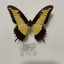 Entomologie*Papilio