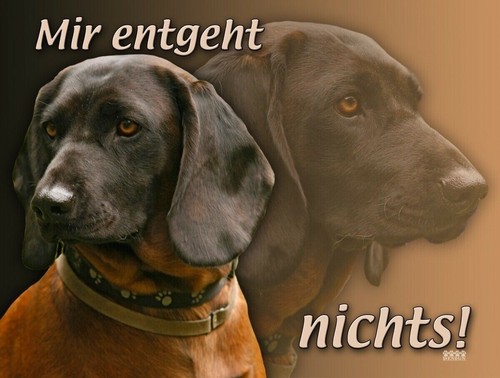 Bay gebirgsschweißhund - bay.,