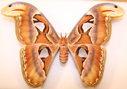 Attacus atlas weibchen aus - attacus,