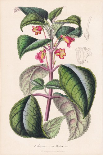 Achimenes ocellata panama - achimenes,