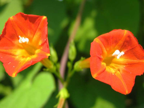 Orangefarbene prunkwinde 100 - prunkwinde,