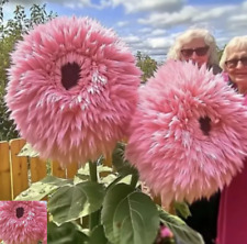 20x rosa Riesen-Teddybär-Sonnenblumenkerne, selten ?PREISGEKRÖNT?