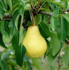 Birnenbaum `Williams