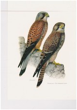Mitteleuropäische vögel - mitteleuropäische,