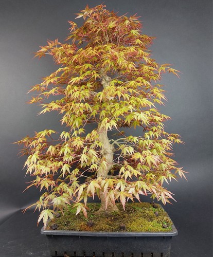 Bonsai fächerahorn acer - fächerahorn,,