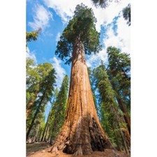 Bergmammutbaum Samen