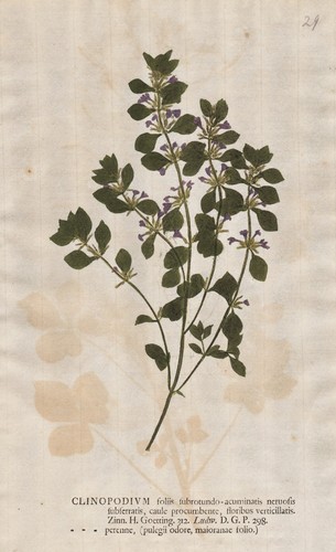 Clinopodium bergminze minze - clinopodium,