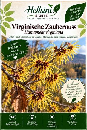 Hamamelis virginiana - , /