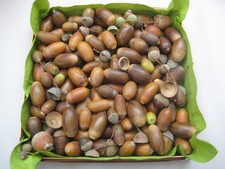 knapp 500g Eicheln, Eichelhütchen, Basteln, Naturmaterialien Deko Herbst