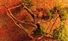 Terrarium Springspinne Root