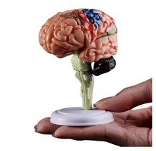 Menschliches Gehirn Anatomie Modell, farbig, für Unterricht & Medizin
