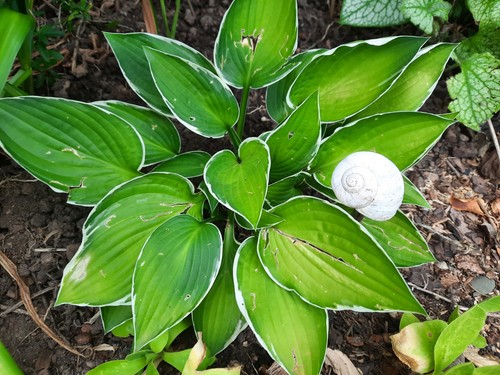 Hosta francee weißrand - hosta, *francee*