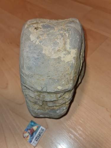 Nautilus fossil - nautilus,