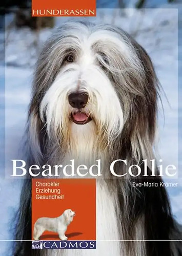 Bearded collie - bearded,