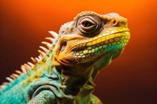 Wandbild: Lustiger Leguan im