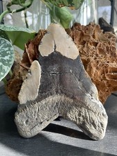 Originaler fossiler Zahn des