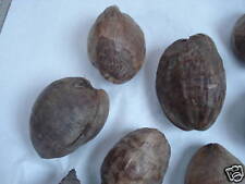 Echte Cocosnuss Palme Kunstpalme natur Präpariert DEKO