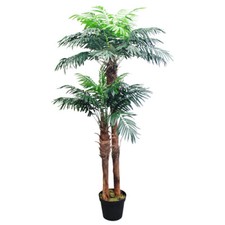 Palmenbaum kokos palme - kokos,