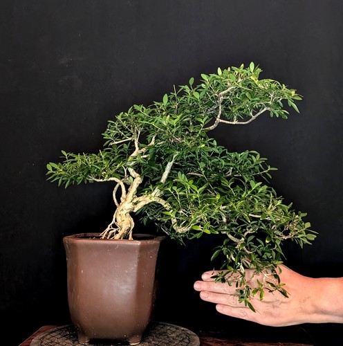 Bonsai junischnee serissa - bonsai,