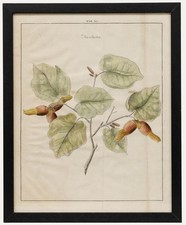 After Johann Hermann Knoop (1700-1769) - Gravur Aus Dem 19. Jahrhundert, Haze...