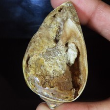 Natürlich Fossil Schnecke