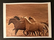 Pferde Poster Wildpferde