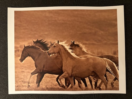 Pferde poster wildpferde - pferde,