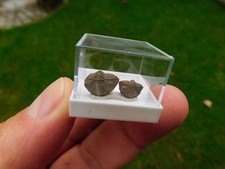 schöne Trilobiten aus Taouz in Marokko