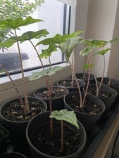 Exotische Alocasia Jacklyn Jungpflanzen