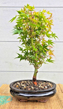 Bonsai Outdoor Acer Palmatum Japanischer Ahorn Deshojo winterhart 40cm
