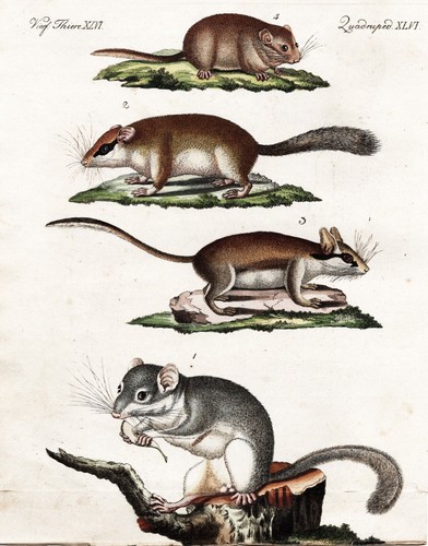Siebenschläfer dormouse
