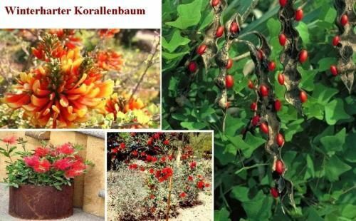 Korallenbaum obst gemüse - korallenbaum,