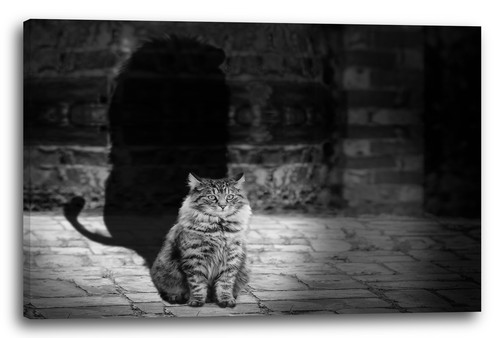 Wandbild katze getigert - wandbild,