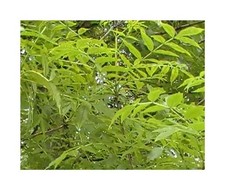 20x Gemeine Esche-Fraxinus