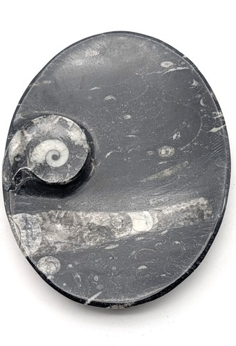 Sm0174 orthoceras - sm0174,