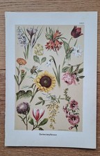 Gartenzierpflanzen orig