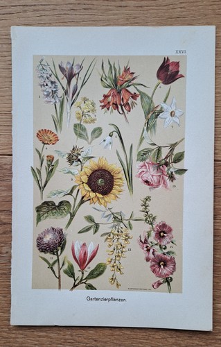 Gartenzierpflanzen orig