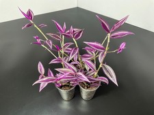 Tradescantia pink paradise - tradescantia,